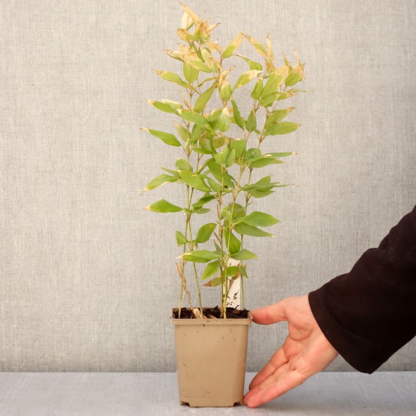 Shibataea kumasaca - Dwarf Bamboo 8/9 cm pot sample as delivered in spring