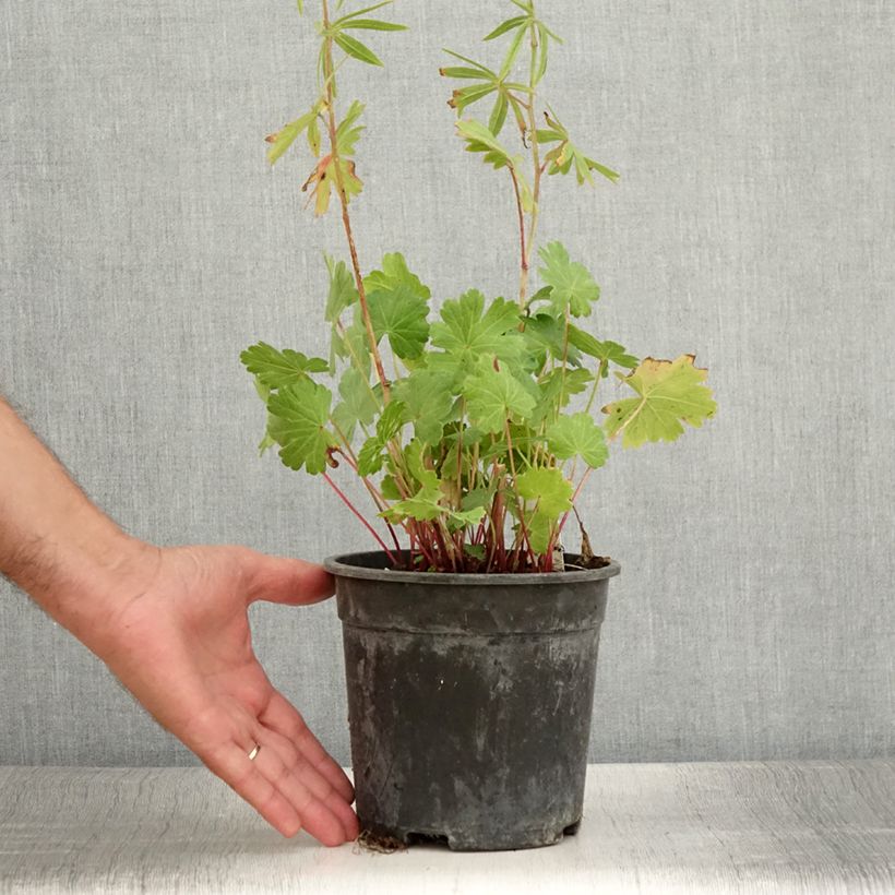 Sidalcea Candy Girl 2L/3L pot sample as delivered in summer
