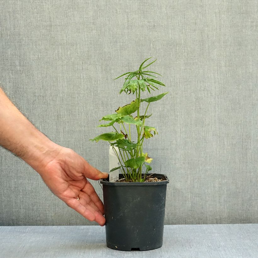Sidalcea oregana Brilliant 2L/3L pot sample as delivered in autumn