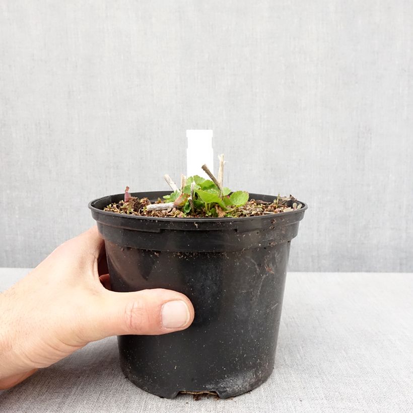 Sidalcea oregana Brilliant 2L/3L pot sample as delivered in spring