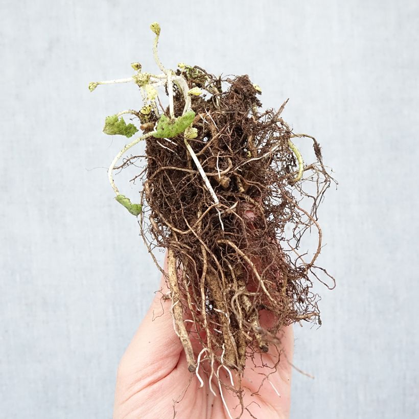 Sidalcea oregana Brilliant Bare root sample as delivered in winter
