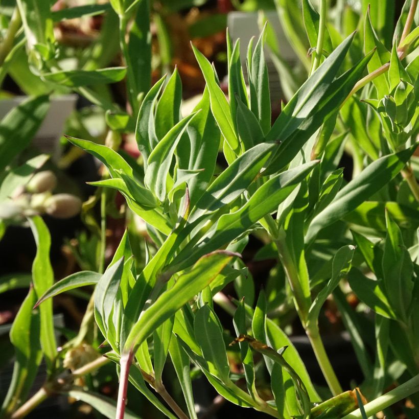 Silene vulgaris (Foliage)