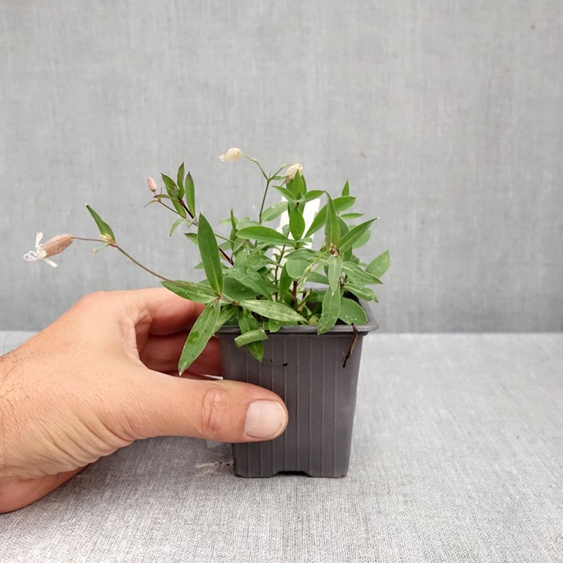 Silene vulgaris 8/9 cm pot sample as delivered in autumn