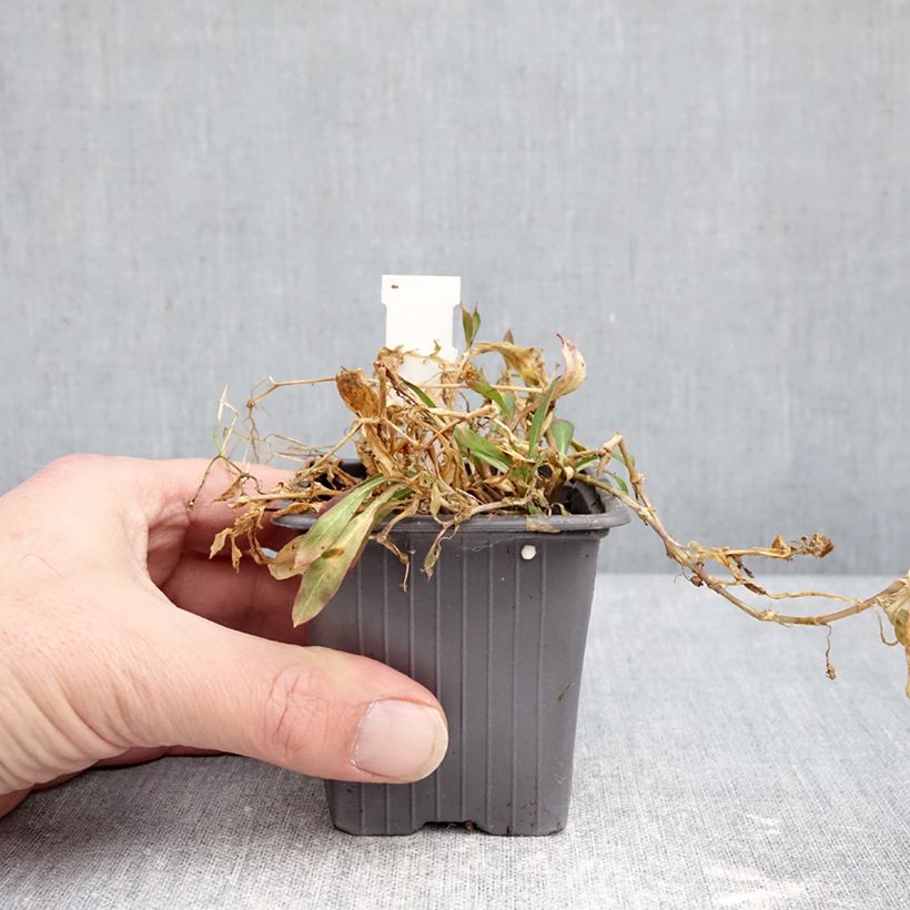 Silene vulgaris 8/9 cm pot sample as delivered in winter