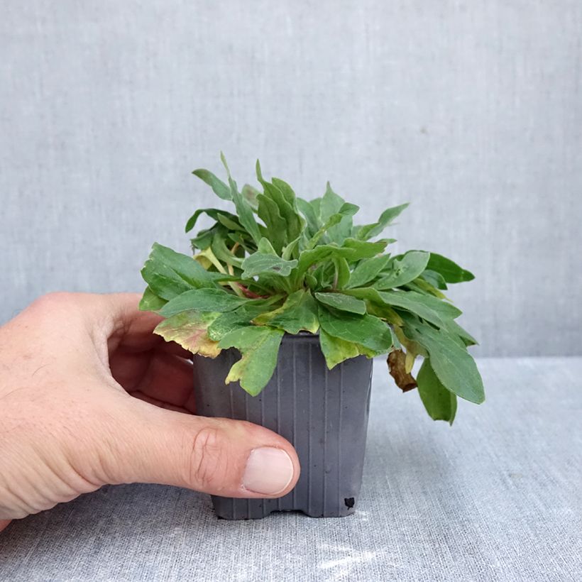 Silene latifolia subsp. alba - White campion 8/9 cm pot sample as delivered in autumn