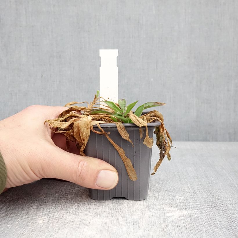 Silene latifolia subsp. alba - White campion 8/9 cm pot sample as delivered in winter