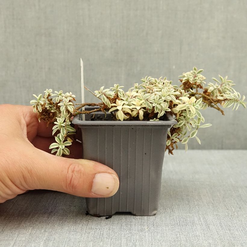 Silene maritima Druett's Variegated 8/9 cm pot sample as delivered in summer