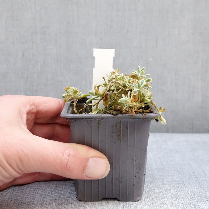 Silene maritima Druett's Variegated 8/9 cm pot sample as delivered in winter