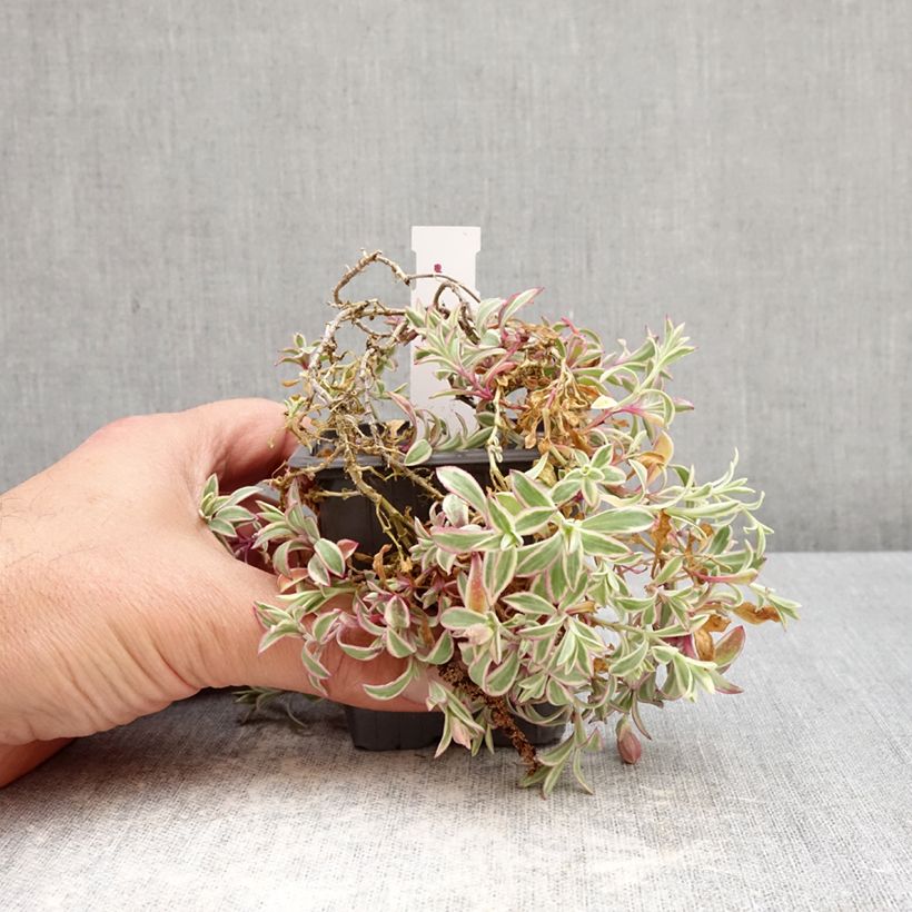 Silene maritima Druett's Variegated 8/9 cm pot sample as delivered in spring