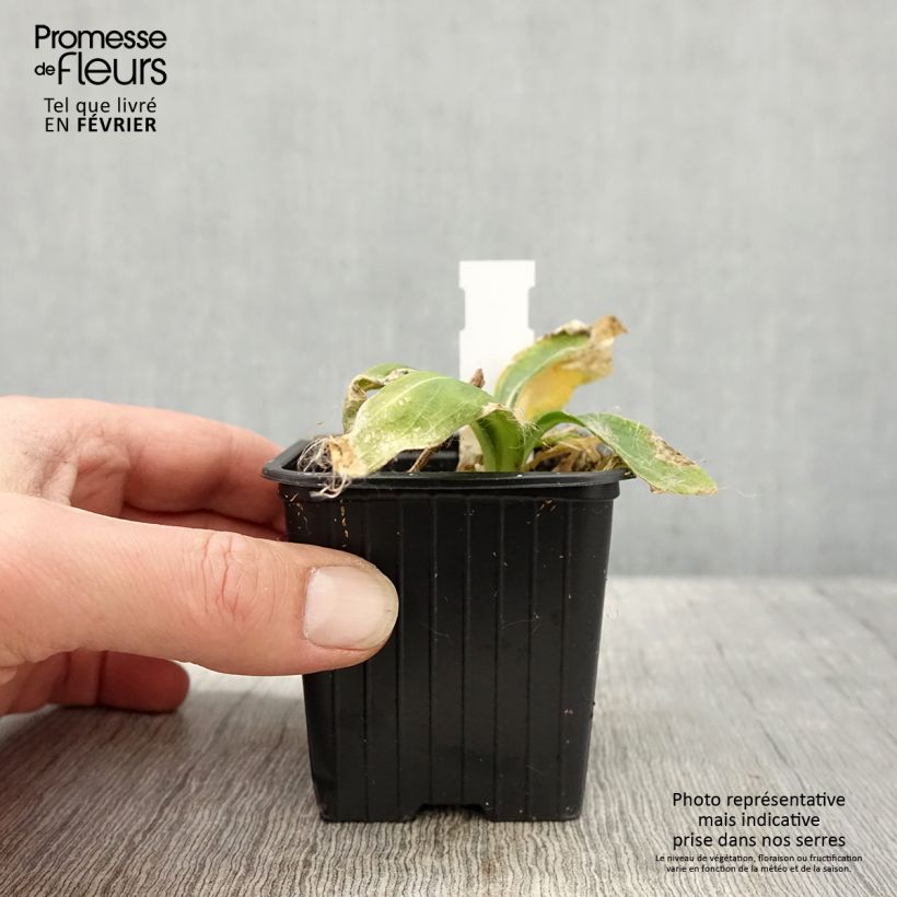 Silene regia 8/9 cm pot sample as delivered in winter