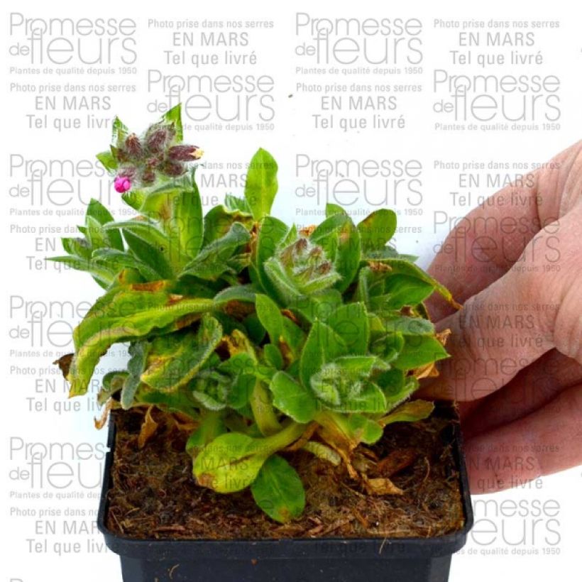 Example of Silene robotii Rollies Favourite 7/8 cm pot specimen as delivered