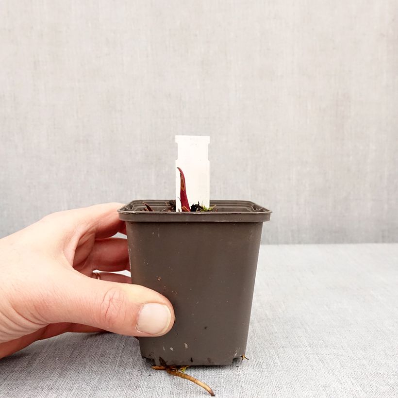 Silphium laciniatum 8/9 cm pot sample as delivered in winter