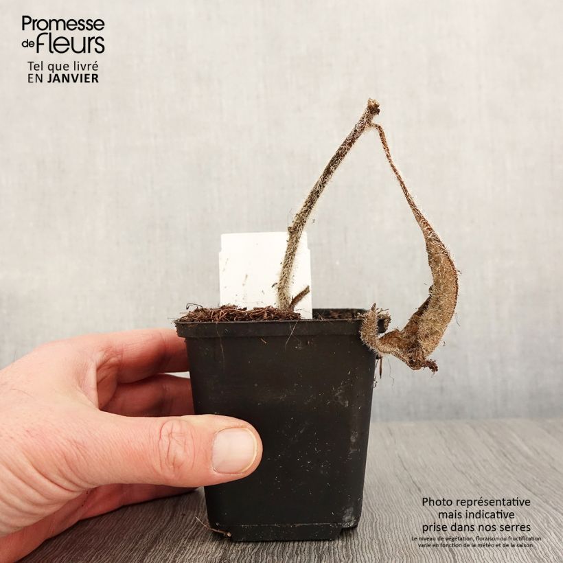 Silphium mohrii 8/9 cm pot sample as delivered in winter