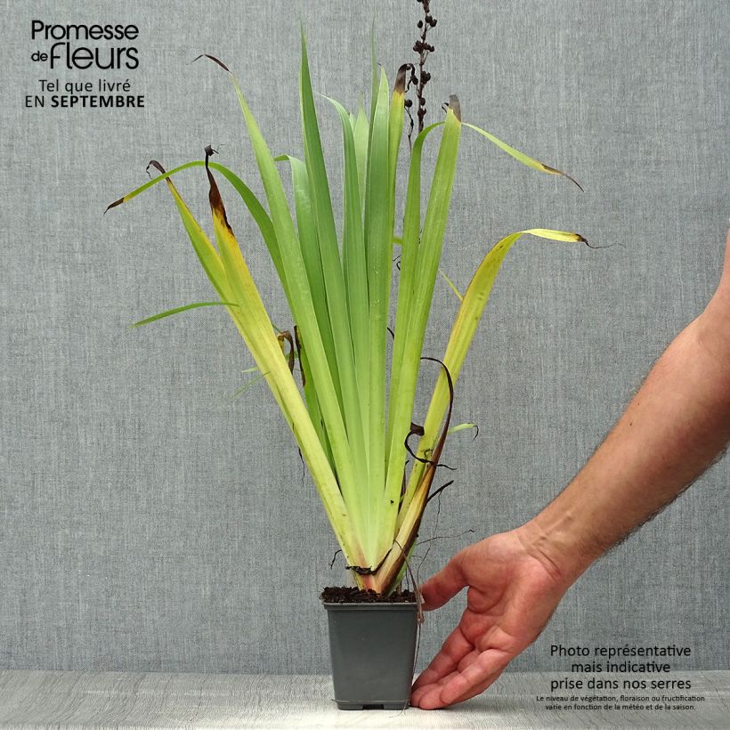 Sisyrinchium striatum Aunt May 8/9 cm pot sample as delivered in autumn