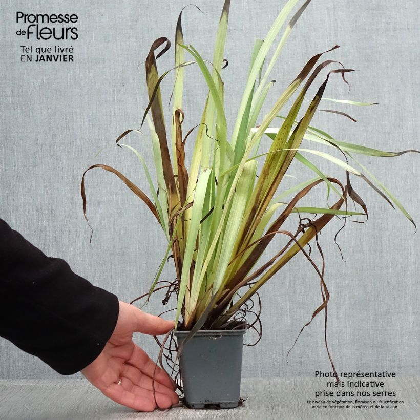 Sisyrinchium striatum Aunt May 8/9 cm pot sample as delivered in winter