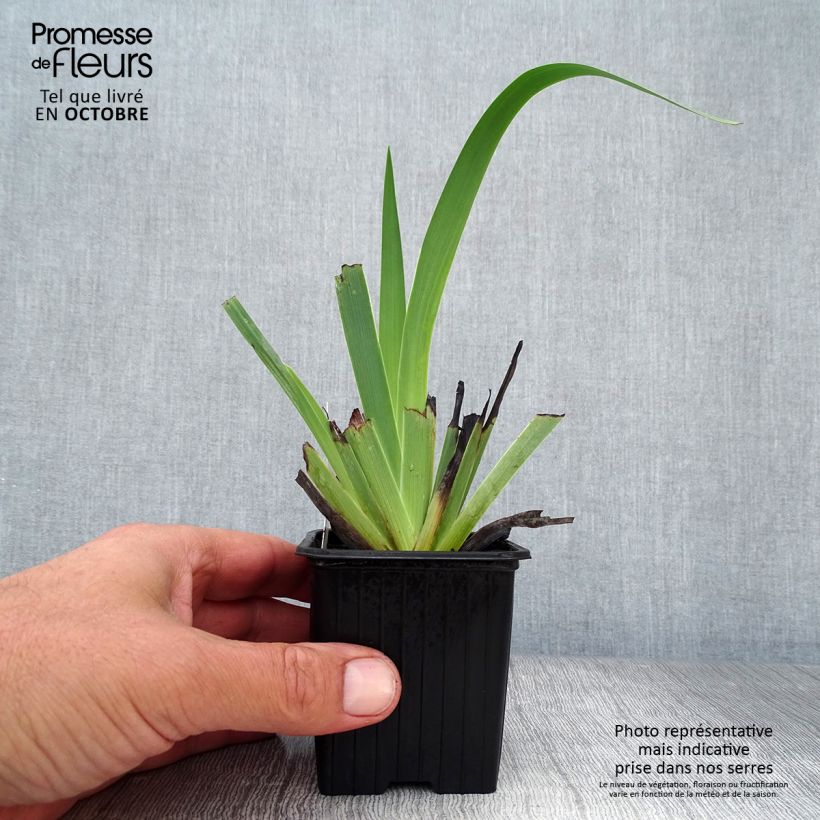 Sisyrinchium striatum 8/9 cm pot sample as delivered in autumn