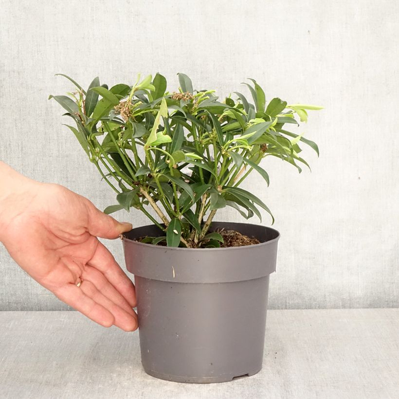 Skimmia japonica Marlot 2L/3L pot sample as delivered in spring