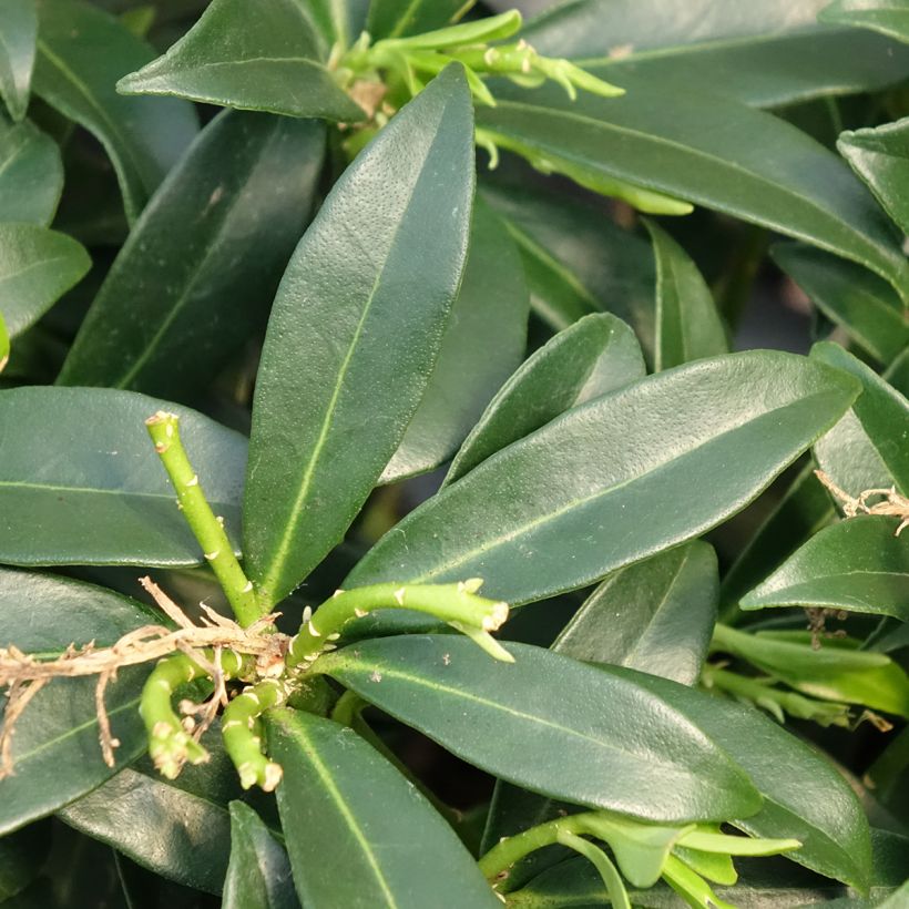 Skimmia japonica Marlot (Foliage)