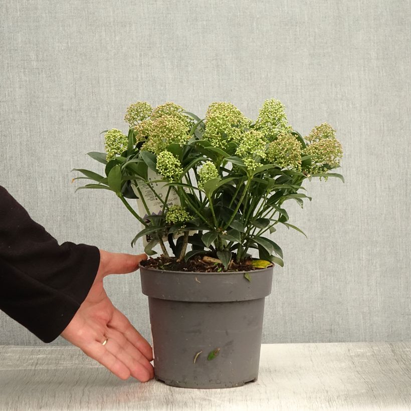 Skimmia japonica Marlot 2L/3L pot sample as delivered in autumn