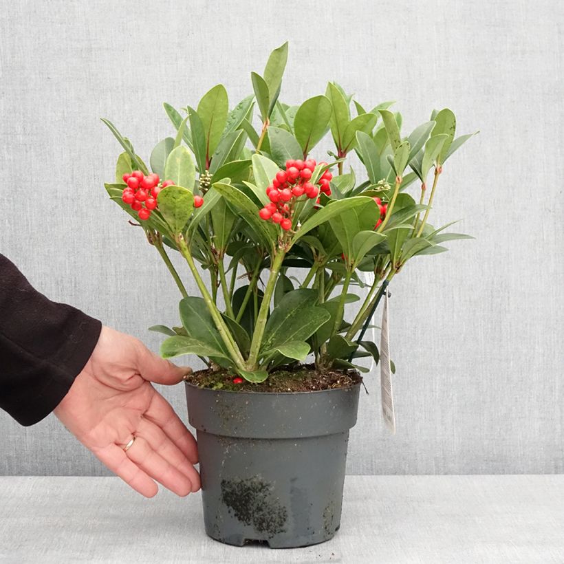 Skimmia japonica Temptation - Japanese Skimmia 2L/3L pot sample as delivered in winter