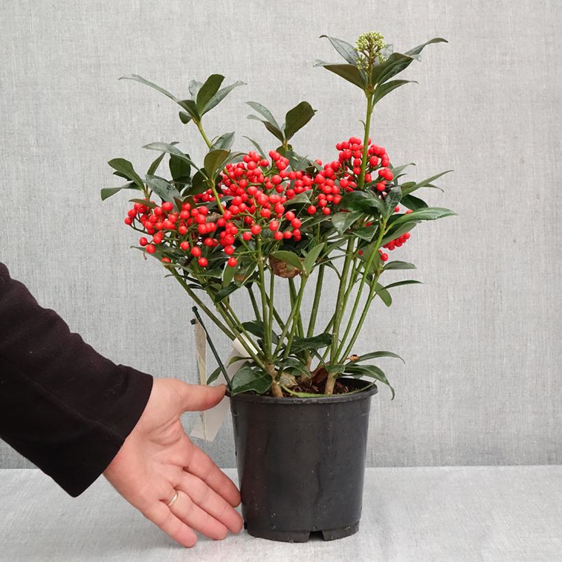 Skimmia japonica Pabella - Japanese Skimmia 2L/3L pot sample as delivered in autumn