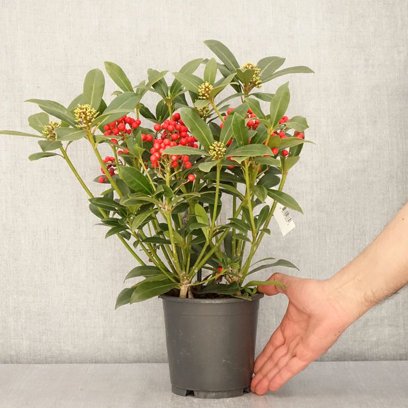 Skimmia japonica Pabella - Japanese Skimmia 2L/3L pot sample as delivered in spring