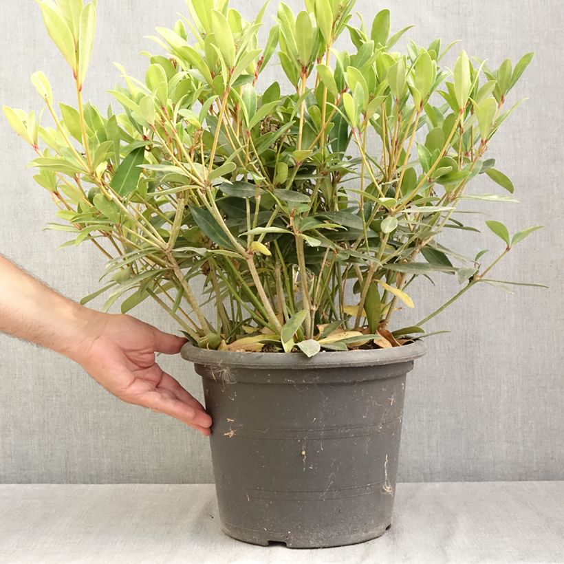 Skimmia japonica Rubella 7.5L/10L pot sample as delivered in summer