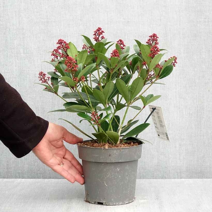 Skimmia japonica Rubella 2L/3L pot sample as delivered in autumn