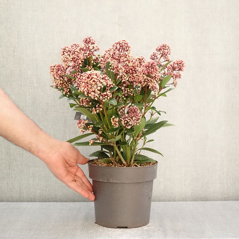 Skimmia japonica Rubella 2L/3L pot sample as delivered in spring