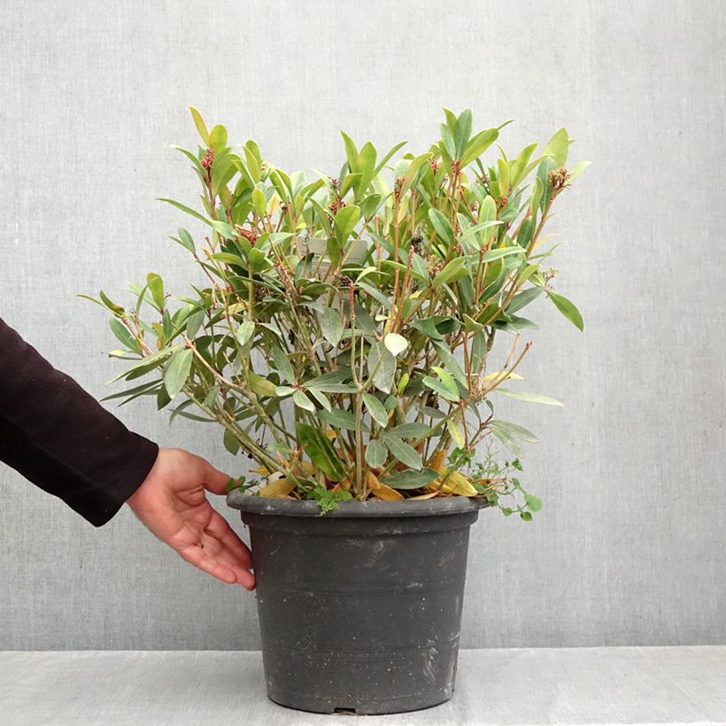 Skimmia japonica Rubella 7.5L/10L pot sample as delivered in autumn