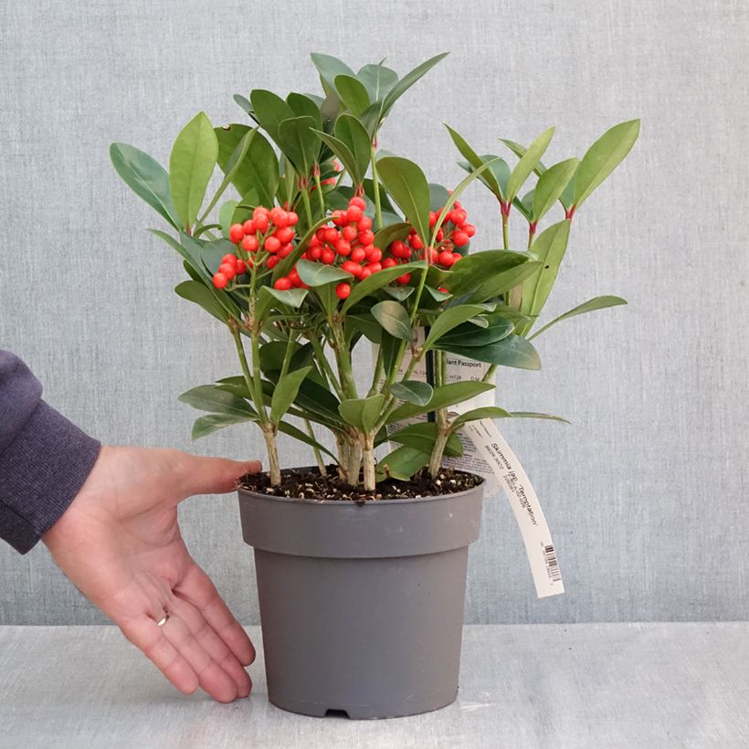 Skimmia japonica Temptation - Japanese Skimmia 2L/3L pot sample as delivered in autumn
