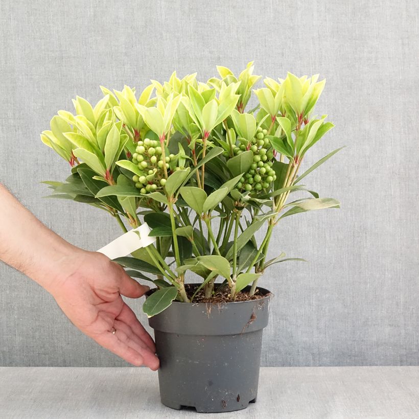 Skimmia japonica Temptation - Japanese Skimmia 2L/3L pot sample as delivered in spring