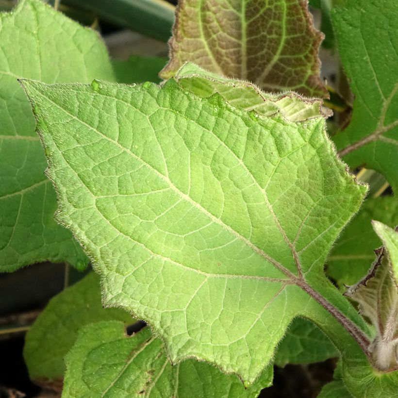 Smallanthus sonchifolius Red Yacon - Earth Pear (Foliage)