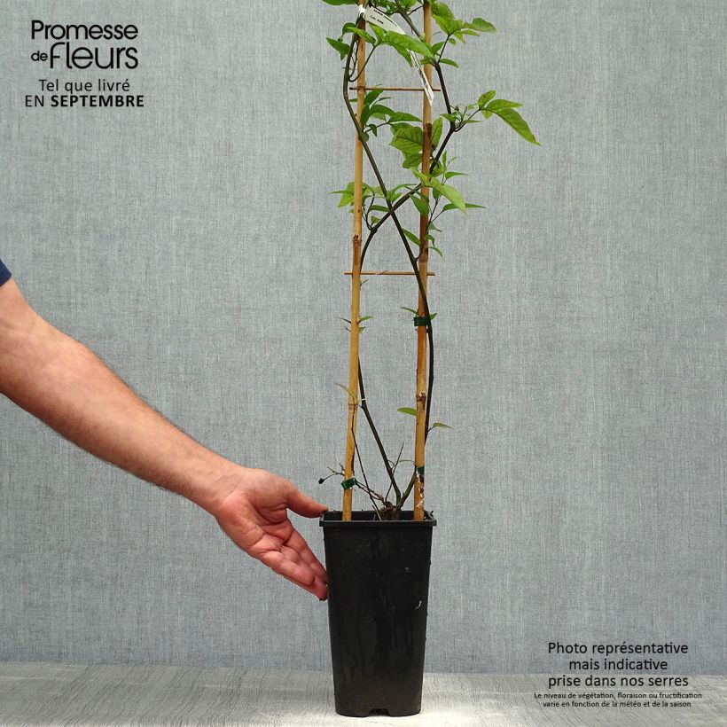 Solanum jasminoides Blue 2L/3L pot sample as delivered in autumn