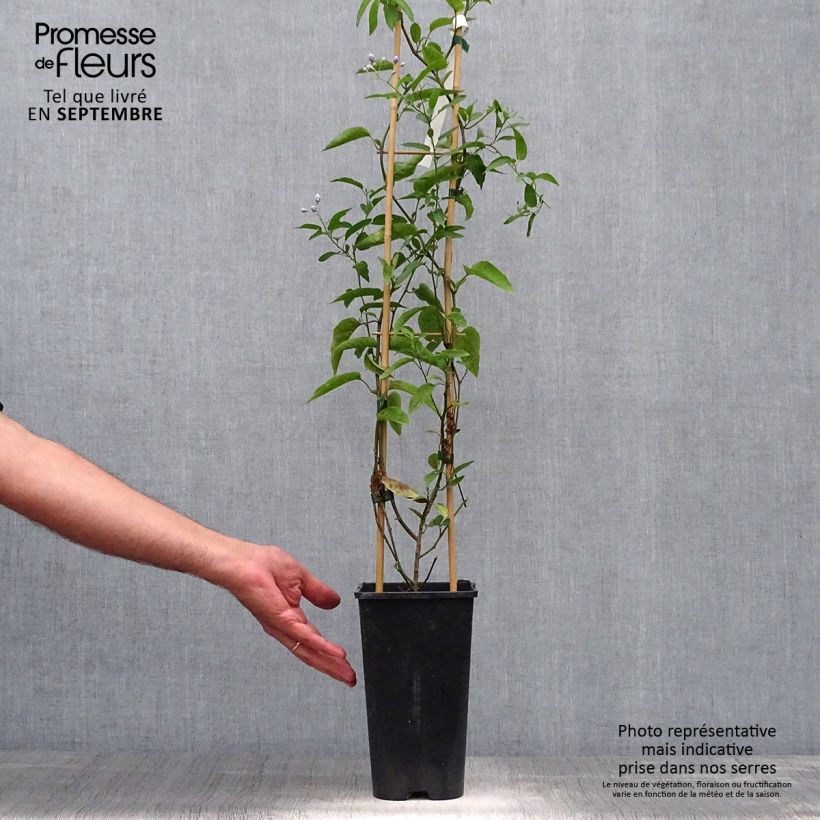 Solanum jasminoides 2L/3L pot sample as delivered in autumn