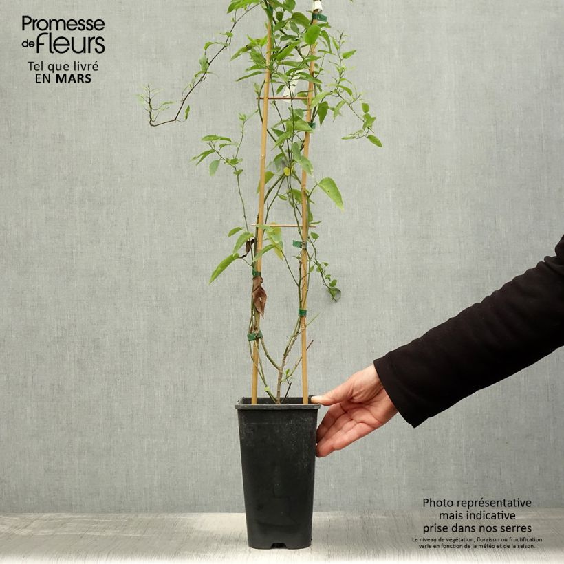 Solanum jasminoides 2L/3L pot sample as delivered in spring