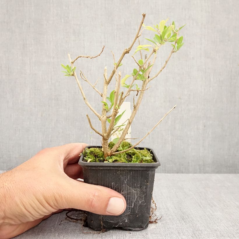 Solanum rantonetti 8/9 cm pot sample as delivered in autumn