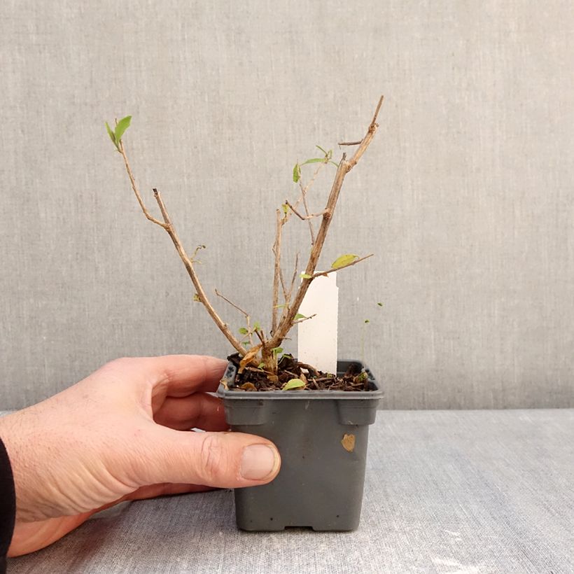 Solanum rantonetti 8/9 cm pot sample as delivered in winter