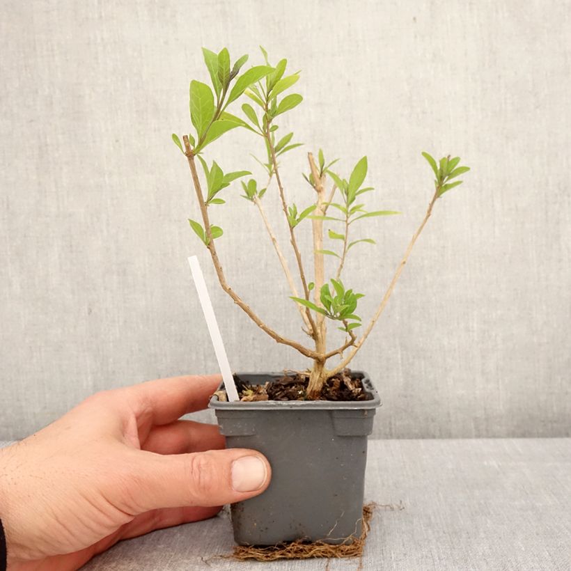 Solanum rantonetti 8/9 cm pot sample as delivered in spring