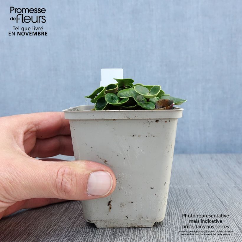 Soldanella villosa 8/9 cm pot sample as delivered in autumn