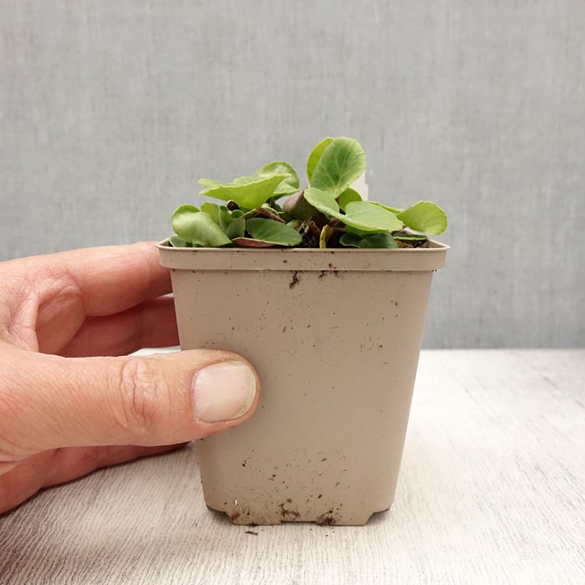 Soldanella villosa 8/9 cm pot sample as delivered in spring