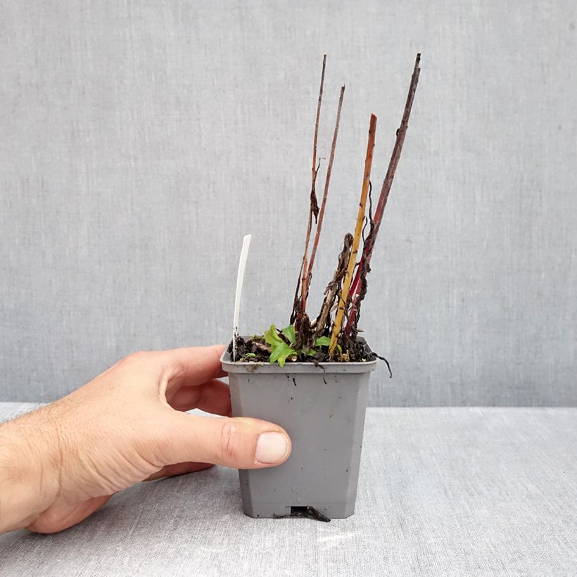 Solidago canadensis Golden Baby 8/9 cm pot sample as delivered in autumn