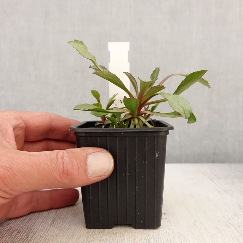 Solidago cutleri  8/9 cm pot sample as delivered in spring