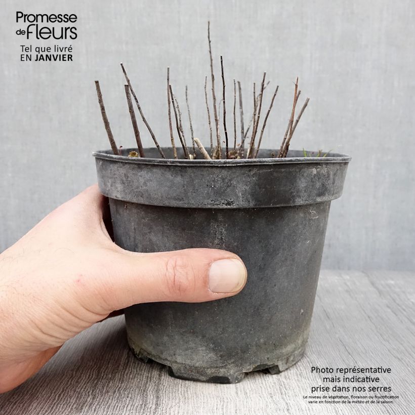 Solidago canadensis Gold King 2L/3L pot sample as delivered in winter