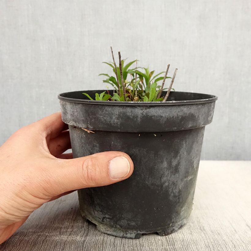 Solidago canadensis Gold King 2L/3L pot sample as delivered in spring