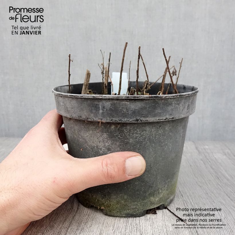 Solidago rugosa 2L/3L pot sample as delivered in winter