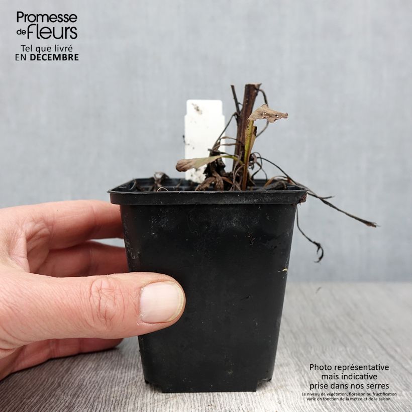 Solidago virgaurea 8/9 cm pot sample as delivered in autumn