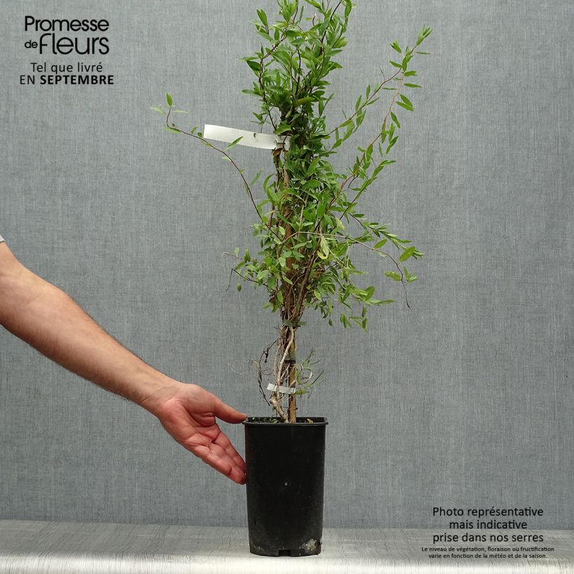 Sollya heterophylla Alba 3L/4L pot sample as delivered in autumn