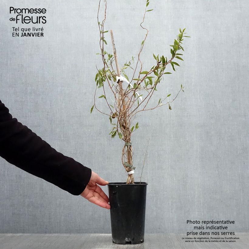 Sollya heterophylla Alba 3L/4L pot sample as delivered in winter