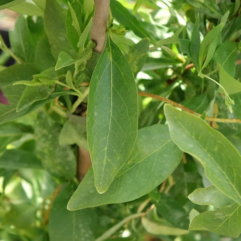Sollya heterophylla Alba (Foliage)